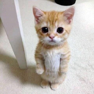 Логотип @stviksas - ствикса