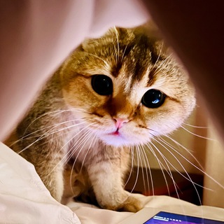 Логотип @style_ghg - Арам 2.0