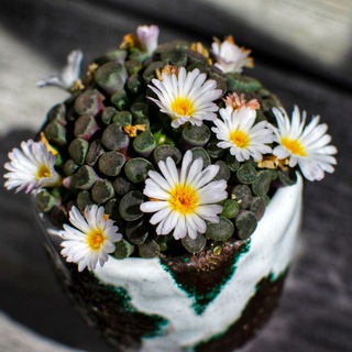 Логотип @stylesucculent - Стильные суккуленты Анет