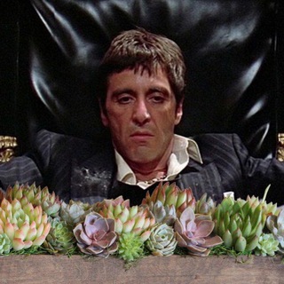 Логотип @succudealers - Сукку Дилеры