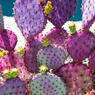 Логотип @succulentaltai - succulentaltai_love