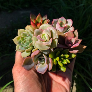 Логотип @succulentart - Succulent Art Company