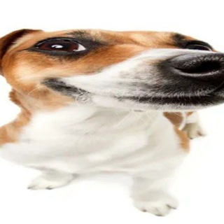 Логотип @suchgif - Такие себе гифки