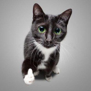 Логотип @suchgifchat - Такие себе гифки чат