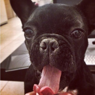 Логотип @suchkinamama - Сучкина мать