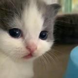 Логотип @suka999999999 - Talodao