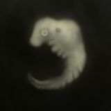 стерево (я кердевой)