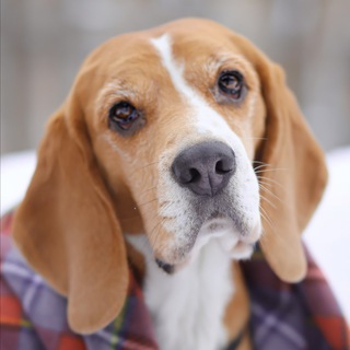 Логотип @suknvh - Носопырка Дины❄️☃️