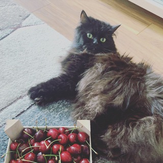 Логотип @sulphur_and_cats - Sulphur and cats