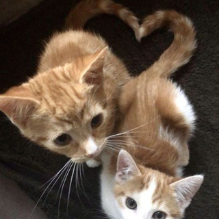 Логотип @sunf_cos - 💌Венок из подсолнухов💌