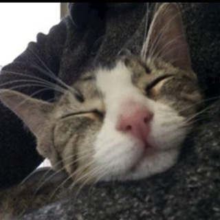 Логотип @sunnycats_museum - Sunny cats