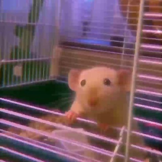 Логотип @sunshinechat - Рай для тебя❤️🐷