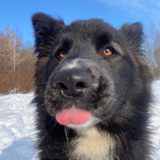 Логотип @super_sobaka_chat - Суперсобака Chat