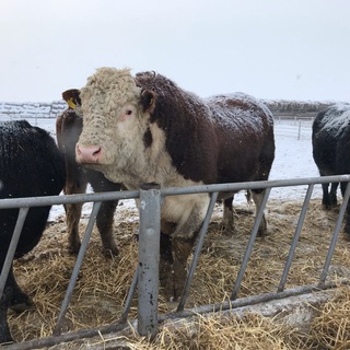 Логотип @superbiki - Скотоводство в Казахстане Chat