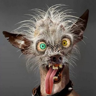 Логотип @superduper_crazy - Убойный ржач! SuperDuper