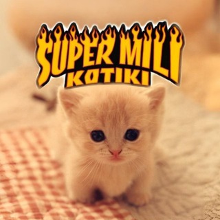 Логотип @supermilikotiki - супер мили котики