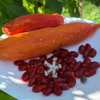 Логотип @supersadovnik - Экзотика в огороде 🍓