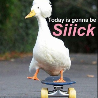 Логотип @surfingbirds - Surfing Birds