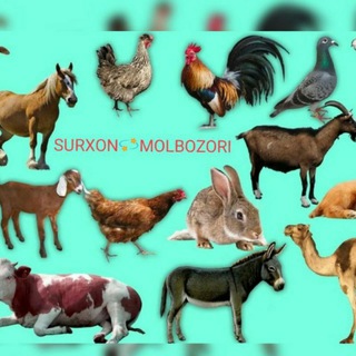 Логотип @surhandaryo_mol_bozori - Surxandaryo mol bozori