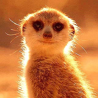 Логотип @surikataonline - Суриката Онлайн