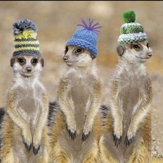 Логотип @surikatshow - Сурикат шоу