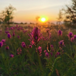 Логотип @surovikino_live - Суровикино Live