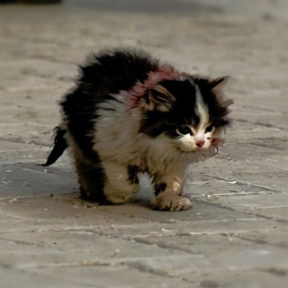 Логотип @survive_by_promo - Выжить по акции⚡️