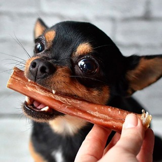 Логотип @sushenie_lakomstva - Кусь 🐕 🐶🐈о животных в приюте.