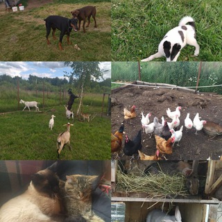 Логотип @svetik_my_mir - Мир, в котором я живу