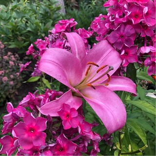 Логотип @svetlana_flower_msk - 🌺Простые секреты флоксов и лилий🌺