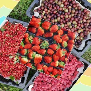 Логотип @svezhaiaiagoda - SVEZHAIAIAGODA