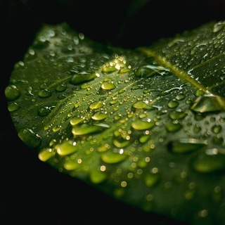 Логотип @svezhiestichi - Свежие стихи 🌿