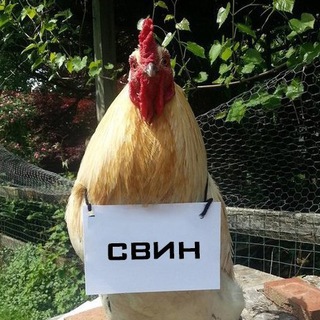 Логотип @svinomemes - What Svin Likes 🇺🇦