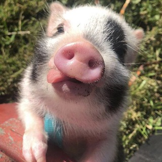 Логотип @svinyashi9999 - Свиняшки❤️🔥🐽