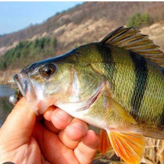 Логотип @svitdlarubaka - 🇺🇦Рай для Рибака🇺🇦