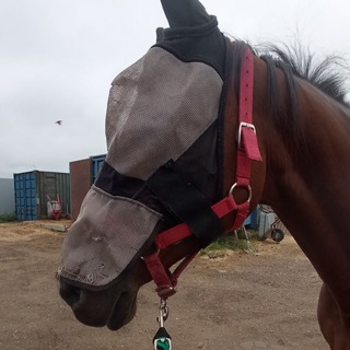 Логотип @svobodniy_kanal - Sofa_hh░equ