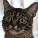 Логотип @svofront_fpv - Для руки 1.1