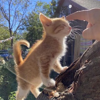 Логотип @swagshyne - !¡фикбукнутые.💥¡!