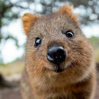 Логотип @sweet_potato_with_legs - Сладкая картофелина 🥔