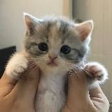 сладкие пусечки