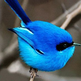 Логотип @sweetterty - Sweet Twitter