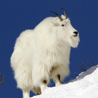 Логотип @sybilders - Ярослав sellcash