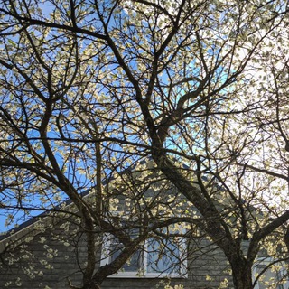 Логотип @sych_ok - Mora Toll & Sych.ok Мора Толл Косметика, огород, дом, полезное, еда