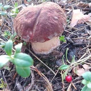 Логотип @syedobye_griby - Съедобные грибы во всех их проявлениях