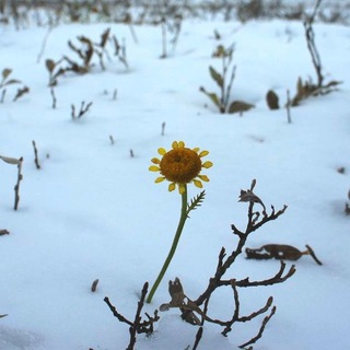 Логотип @syndroma3 - Синдром Атома