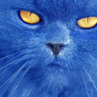 Логотип @syniykit - Жований Кріт