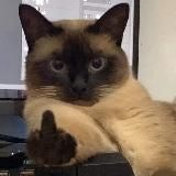 Логотип @szrvty - szrvty