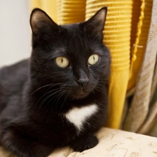 Логотип @t_s_kot_myskrysjev - T_S_Kot Мышъкрысьев