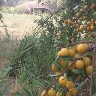 Логотип @tabobat - TABOBAT OLAMI 📚📚