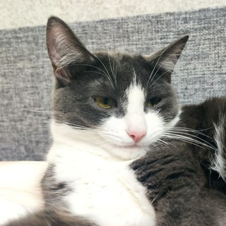 Логотип @tail_kisico - Прихвостни😸